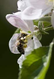 苹果花 开花 白 蜜蜂 春天 白花 关闭 厂 photography bee animals