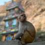 Monkey Temple Jaipur, Rajasthan, India from vijayindiatours.com