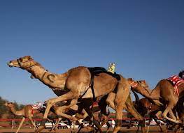 The season for camel racing is between october and march with races being scheduled on all weekends within the racing season. Al Sawan Camel Race Track Visit Ras Al Khaimah