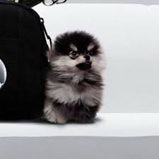 Padahal sebenarnya, nama felly zen tersebut masih klaim para warganet saja, jadi belum dipastikan perihal kebenaran dari gosip pacar btr branz yang tengah beredar sekarang. 47 Yeontan Ideas Bts Taehyung Taehyung Bts Dogs