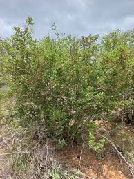 Image result for Ochna gambleoides