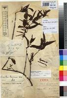 Image result for Tapinanthus constrictiflorus