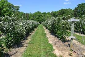 Maybe you would like to learn more about one of these? Best Thornless Blackberry General Fruit Growing Growing Fruit