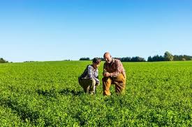 But alfalf seed look like kollu. Does Alfalfa Grow Back Every Year The Answers Here