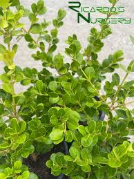 Image result for Buxus