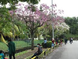 Selfie taman sakura / 10 foto taman sakura bandar lampung 2020 tiket masuk harga sewa baju di lokasi bukit kemiling. Selfie Taman Sakura Saya Kira Di Jepang Rupanya Dia Foto Dekat Bunga Sakura Yang Tengah Mekar Di Kijang Tribun Batam These Extendable Selfie Sticks Look Just Like Sakura S Magical Staffs