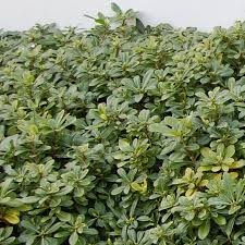 Image result for Pittosporum