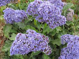 Maybe you would like to learn more about one of these? Perez S Sea Lavender Not Native Nature Collective