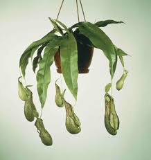 Most bog plants will thrive in any exposure from full sun to shade or anything in between (unless otherwise noted.) tropical bog plants are considered winter. Carnivorous Plant The Tricky Monkey Cups Cgtn