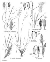 Image result for Digitaria acuminatissima