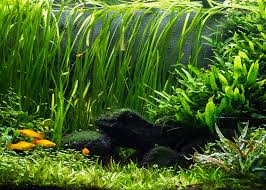 Image result for Vallisneria