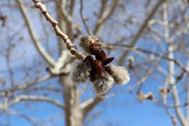 Image result for Prairie Gold