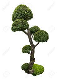 Wenn sie einen baum in einem kleinen garten pflanzen, empfiehlt es zum beispiel der malus red sentinel hat im frühjahr zarte blüten und im winter bietet er dekorative früchte. Baum Garten Garten Form Pflanze Geformt Bonsai Alte Kleine Kunst Verdrehte Isoliert Auf Weiss Laub Rinde Orientalisch Mini Grun Chinesisch Blattern Ulme Kultur Botanische Schatten Gestellt Traditionell Holz Farbe Grafik