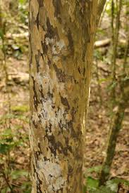 Image result for Ochna arborea