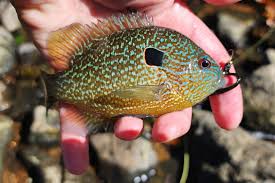 Image result for Limnophyton angolense