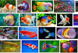 Ikan ini masuk ke dalam ikan hias air tawar yang unik karena corak warnanya, selain itu karakteristik ikan juga ternyata berbanding berbalik dengan namanya. Jual Ikan Hias Terbaik Harga Grosir Dan Pasti Murah 081390316961 Wa