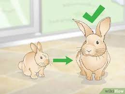 We offer a tiered pricing structure based on program guidelines. 3 Ways To Determine Whether To Have Your Rabbit Neutered Wikihow