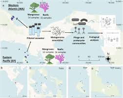 Contrasting drivers of abundant phage and prokaryotic communities revealed  in diverse coastal ecosystems | ISME Communications