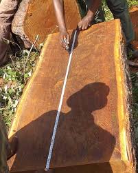 Image result for Amblygonocarpus