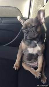 Make sure you are not only choosing the right breed for you, but also that you're getting it from the right individual. French Bulldog Gif On Gifer By Bagore