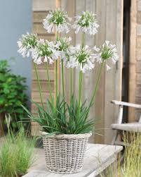 Image result for Agapanthus inapertus