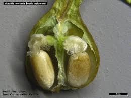 Image result for Heisteria