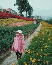 Jenis bunga ini bermekaran bergantian sepanjang tahun, tergantung dari musim yang sedang berlangsung. 15 Wisata Taman Bunga Di Indonesia Yang Membuatmu Serasa Di Luar Negeri
