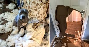 Check spelling or type a new query. Dog Left Home Alone Smashes Through A Door And Destroys A Sofa Metro News