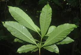 Image result for Rauvolfia vomitoria