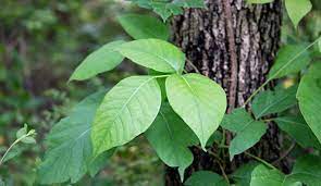 Even after you have controlled poison ivy, be very careful around it for some time. 6 Natural Ways To Kill Poison Ivy Hobby Farms