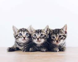 Only true fans will be able to answer all 50 halloween trivia questions correctly. 100 Animal Quiz Questions And Answers The Ultimate Animal Trivia Quiz