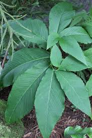 Image result for Sauromatum venosum