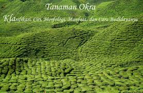 Maybe you would like to learn more about one of these? Tanaman Okra Klasifikasi Ciri Morfologi Manfaat Dan Cara Budidaya Dosenpertanian Com
