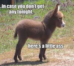 Pin On Funny Animal Quotes