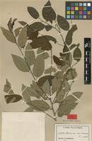 Image result for Maprounea