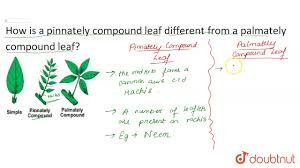 Click to see full answer. How Is Pinnately Compound Leaf Different From Palmately Compound Leaf Youtube