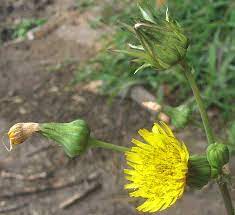 A german university study found that the common dandelion (taraxacum officinale) can block spike proteins from binding to the ace2 cell surface receptors in human lung and kidney cells. Prickly Sow Thistle Sonchus Asper