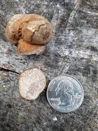 This law allows the search in the forests and on uncultivated land and this is also free of charge. Michigan Truffle Michigan Sportsman Forum