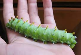 Dear bugeyes3, this cocoon belongs to either a luna moth or a polyphemus moth, and the two holes are not a good sign because they may mean the cocoon was parasitized. Luna Moth Cecropia Moth Polyphemus Moth Io Moth Riverside Native Trees