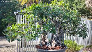 Image result for Ficus craterostoma