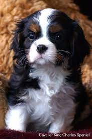 Chien Cavalier King Charles King Charles Cavalier Spaniel Puppy Spaniel Puppies King Charles Dog