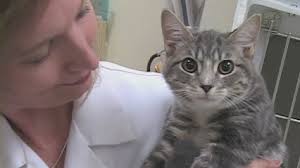 Best 30 Rabbit Vets In Folsom Ca With Reviews Yp Com
