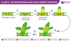 In cell division, the cell that is dividing is called the parent cell. Differentiation And Development Process In Plants