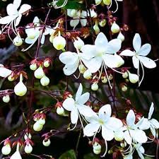 Image result for Clerodendrum abilioi