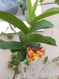 Image result for Blepharis involucrata