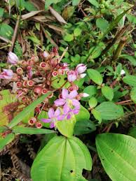 Image result for Dichaetanthera