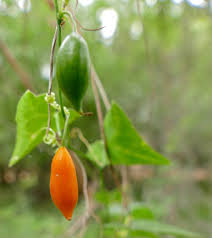 Image result for Zehneria microsperma