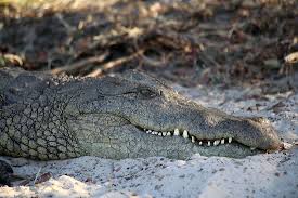 Africa'S Most Dangerous Animals