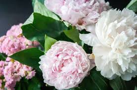 We are committed to offering the finest floral arrangements and gifts. Die Schonsten Blumen In Stuttgart