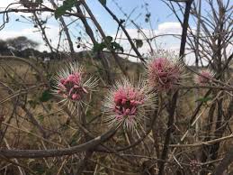 Image result for Cyathea mossambicensis